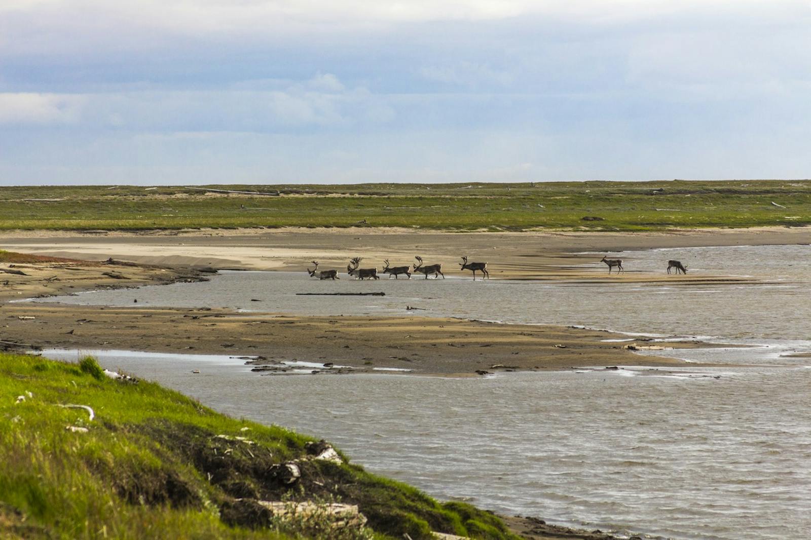 Taimyr-Central Siberian Tundra | One Earth